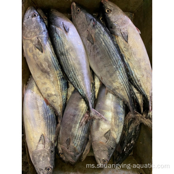 Tuna Skipjack Bonito Bonito Frozen untuk tin dalam tin